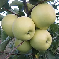 Яблоня сортовая Белый Налив ø22 h110 см